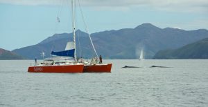 Prestataires de whale-watching ou observation des baleines @ Hervé Bré EnezGreen