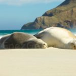 Allan Beach Catlins South island New Zealand