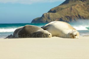 Allan Beach Catlins South island New Zealand