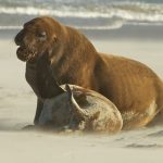 Echouages massifs de lions de mer en Californie