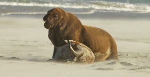 Echouages massifs de lions de mer en Californie