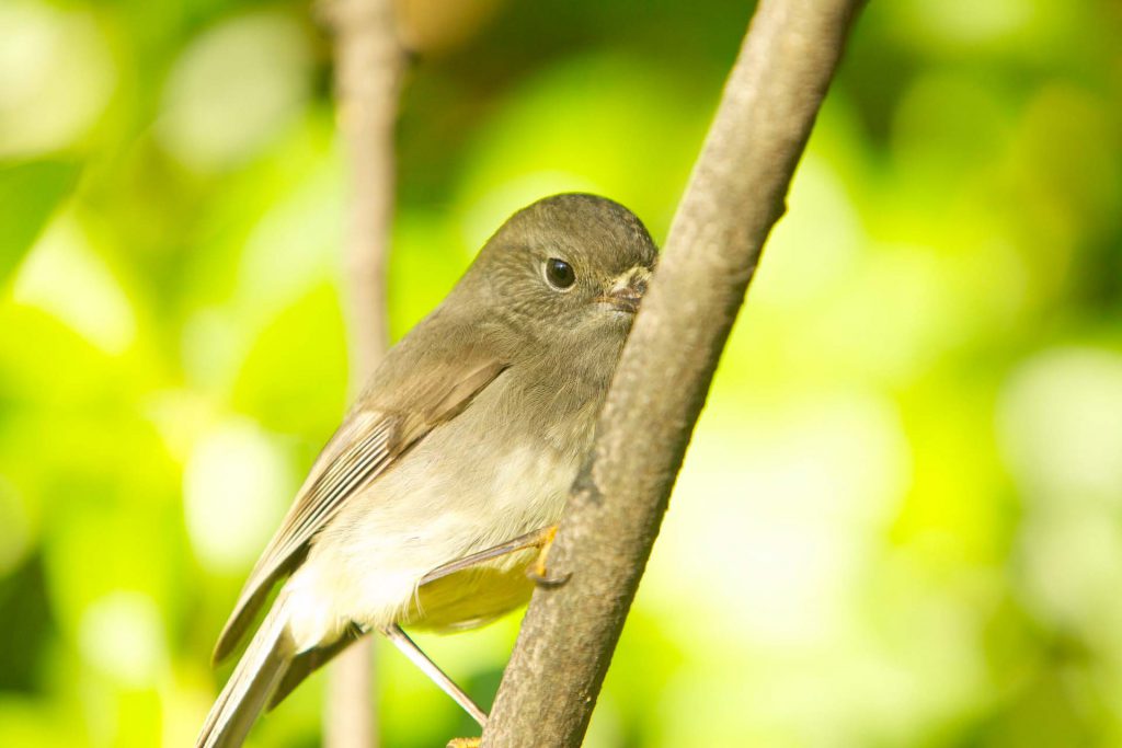 Island Bird Sanctuary Called Oruawairua Malborough Sounds New Zealand Hervé Bré