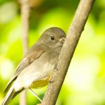 Island Bird Sanctuary Called Oruawairua Malborough Sounds New Zealand Hervé Bré