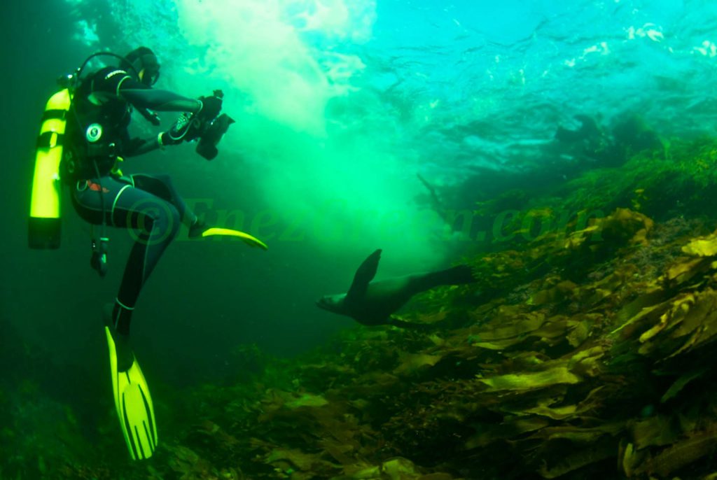 Nager En Compagnie Des Otaries Du Doubtful Sound