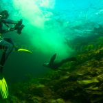 Nager En Compagnie Des Otaries Du Doubtful Sound