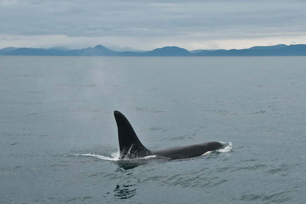 Orque male nageant à la surface des eaux du Minch davant l'île de Skye