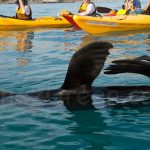 Sea otter Kayak Kaikoura @ Laetitia Scuiller EnezGreen