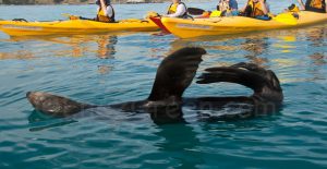 Sea otter Kayak Kaikoura @ Laetitia Scuiller EnezGreen