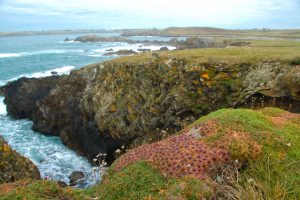 Ouessant © Laetitia Scuiller • EnezGreen