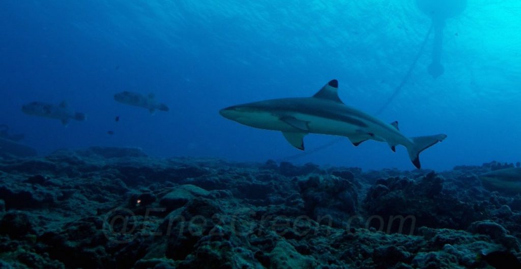 Sanctuaire de requins Iles Caïmans et Sint Marteen -Hervé Bré EnezGreen