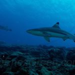 Sanctuaire de requins Iles Caïmans et Sint Marteen -Hervé Bré EnezGreen