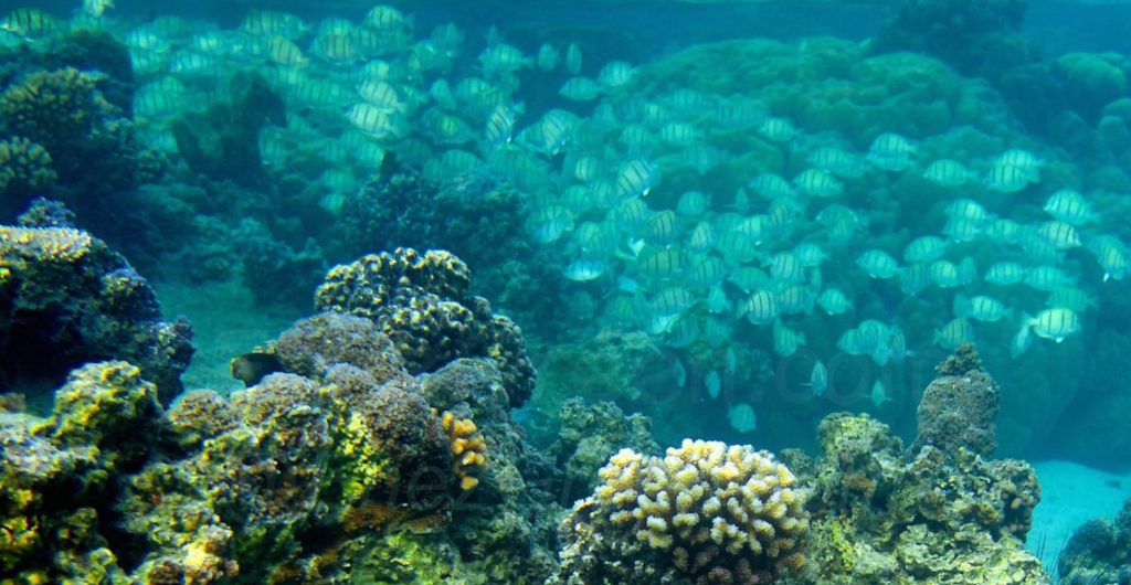 A mining project threatens the Great Coral Reef