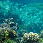 A mining project threatens the Great Coral Reef