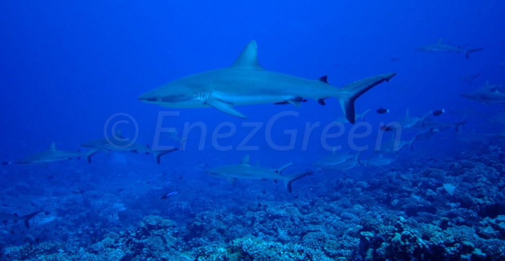 La biomasse de requins est 2 à 3 fois plus élevée à Fakarava - Laëtitia Scuiller