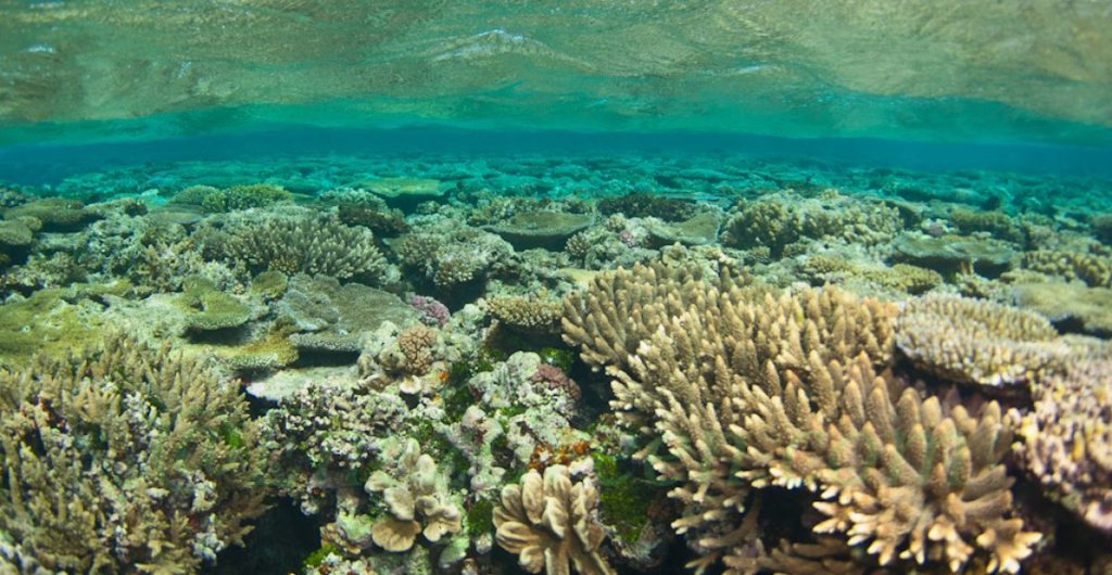 New Caledonia: massive reef bleaching • EnezGreen