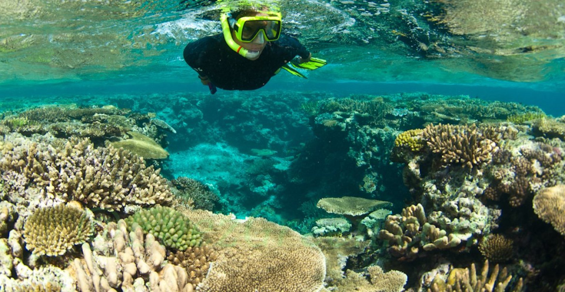 New-Caledonia : corals survived the massive bleaching • EnezGreen