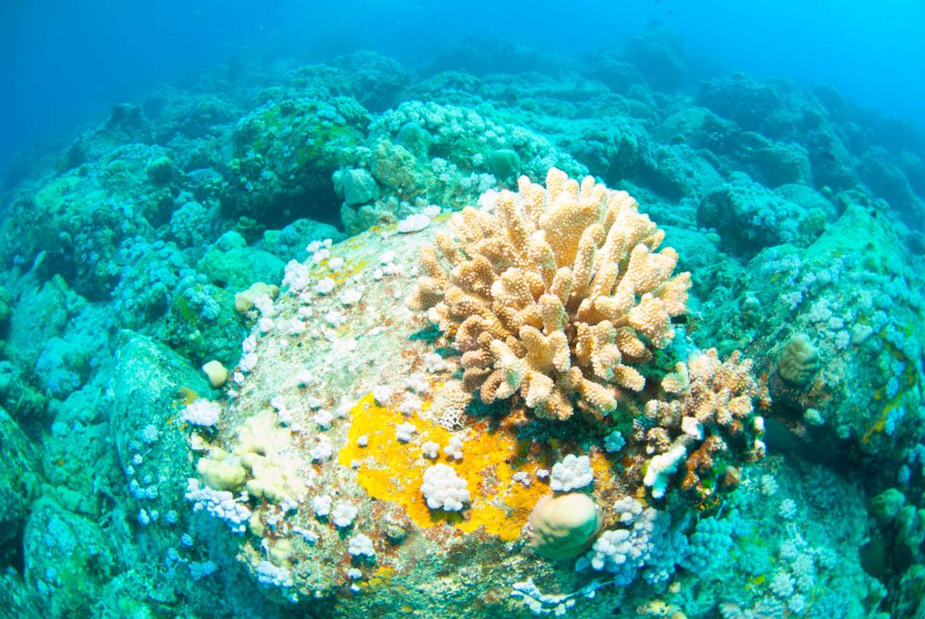 Reef Conservation Mauritius © Laëtitia Scuiller
