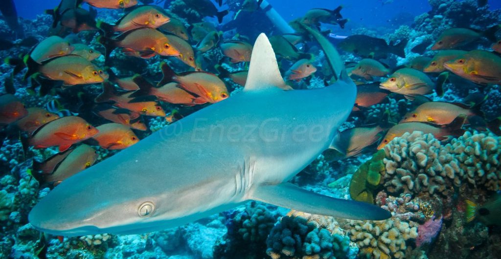 Requin albimarginatus @ Laëtitia Scuiller EnezGreen