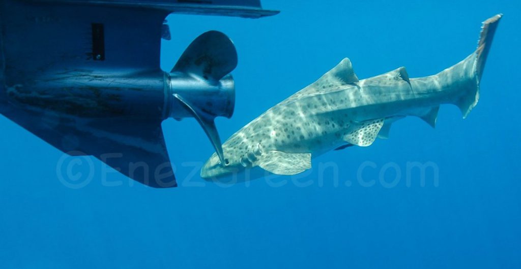 Requin léopard @ Laëtitia Scuiller EnezGreen