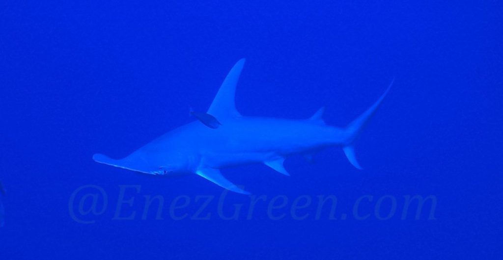 requin marteau Sphyrna Mokaran @Laëtitia Scuiller EnezGreen