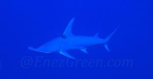 requin marteau Sphyrna Mokaran @Laëtitia Scuiller EnezGreen