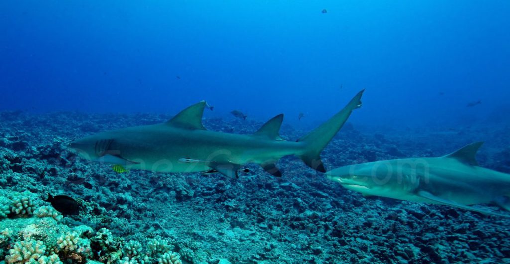 Requins citron - Hervé Bré EnezGreen