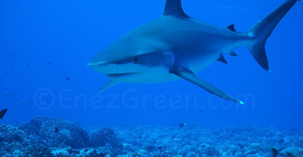 Requin albimarginatus Pacifique @ Laëtitia Scuiller