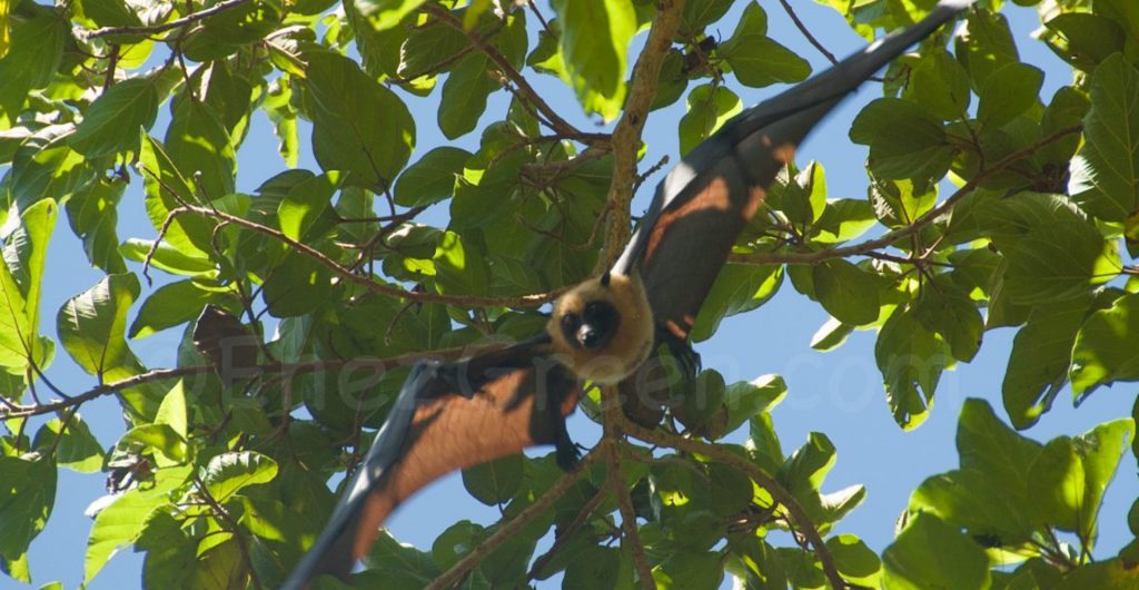 Chauve-souris Roussette Océan Indien @ Laetitia Scuiller