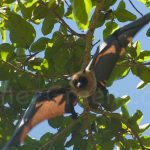 Chauve-souris Roussette Océan Indien @ Laetitia Scuiller