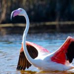 Sardegna San-Pietro Flamingos - Hervé Bré EnezGreen