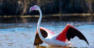 Sardegna San-Pietro Flamingos - Hervé Bré EnezGreen