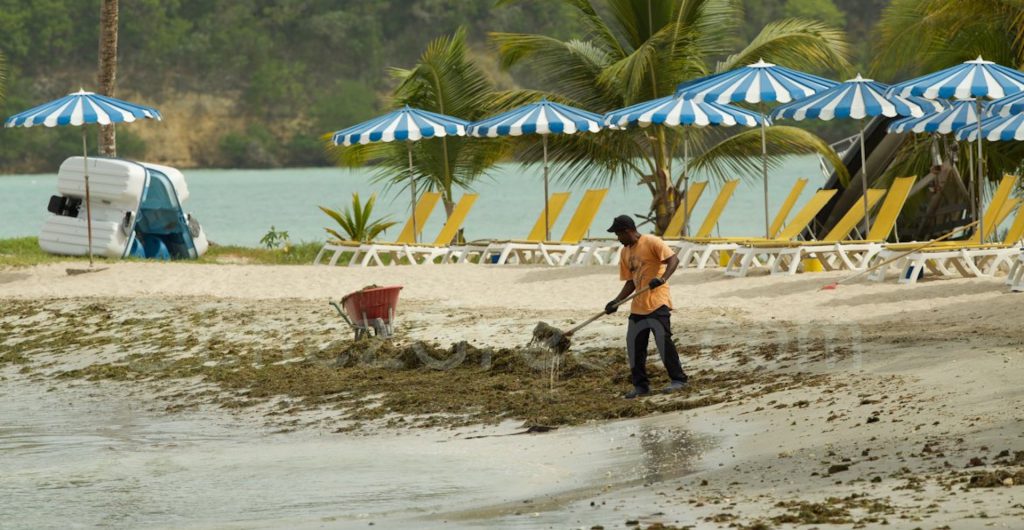 Les Caraïbes envahies par les algues Sargasses @ Hervé Bré