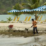 Les Caraïbes envahies par les algues Sargasses @ Hervé Bré