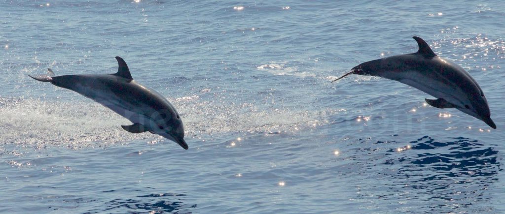 La Réserve Naturelle De Scandola © Hervé Bré Enezgreen