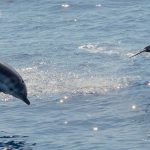 La Réserve Naturelle De Scandola © Hervé Bré Enezgreen