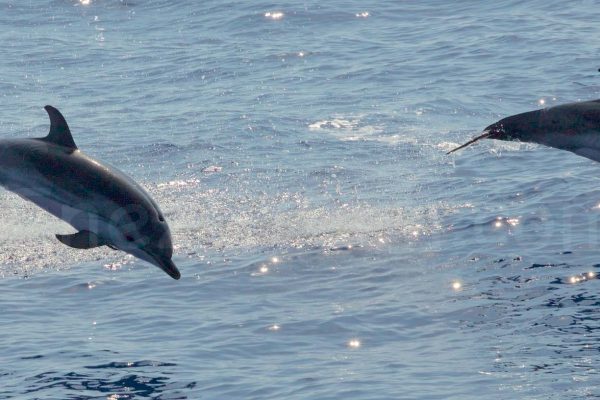 La Réserve Naturelle De Scandola © Hervé Bré Enezgreen