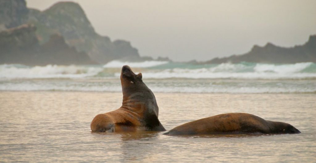 Sea Lions NZ @ Laetitia Scuiller EnezGreen