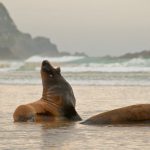 Sea Lions NZ @ Laetitia Scuiller EnezGreen