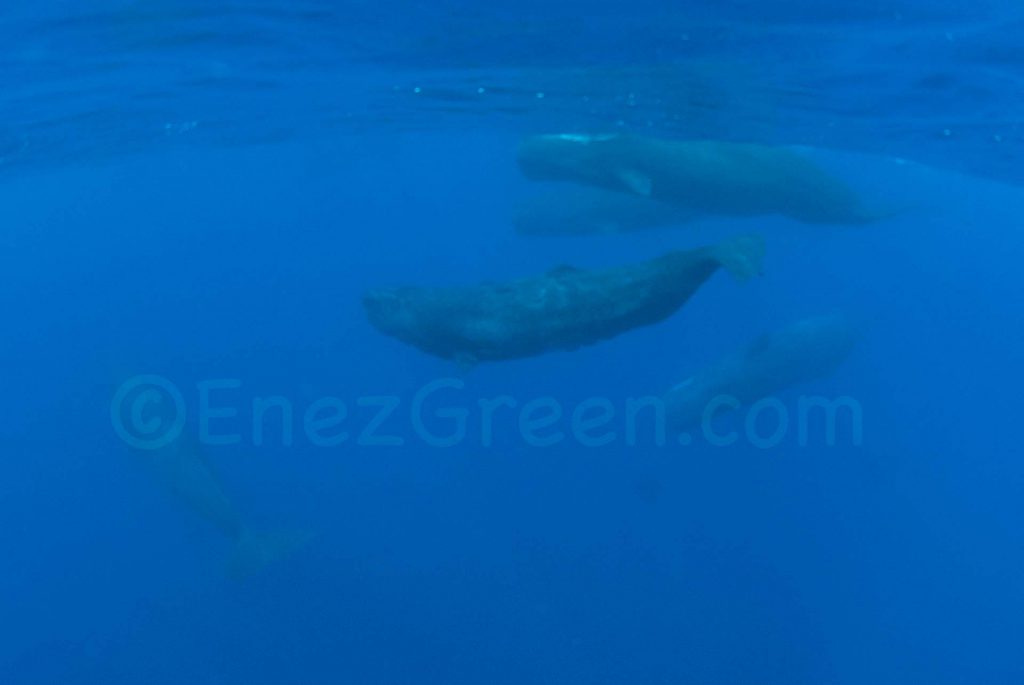 Spermwhales Mauritius Island © Laëtitia Scuiller Enezgreen