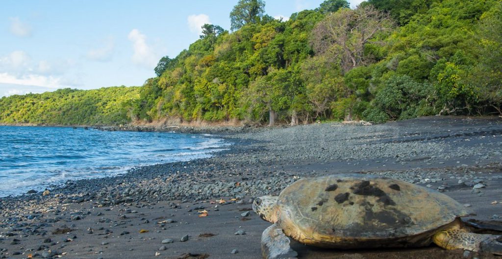 Tortue Mayotte - Laëtitia Scuiller