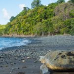 Tortue Mayotte - Laëtitia Scuiller