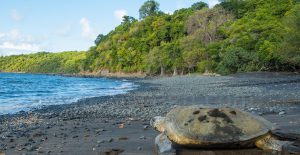 Tortue Mayotte @ Laetitia Scuiller EnezGreen