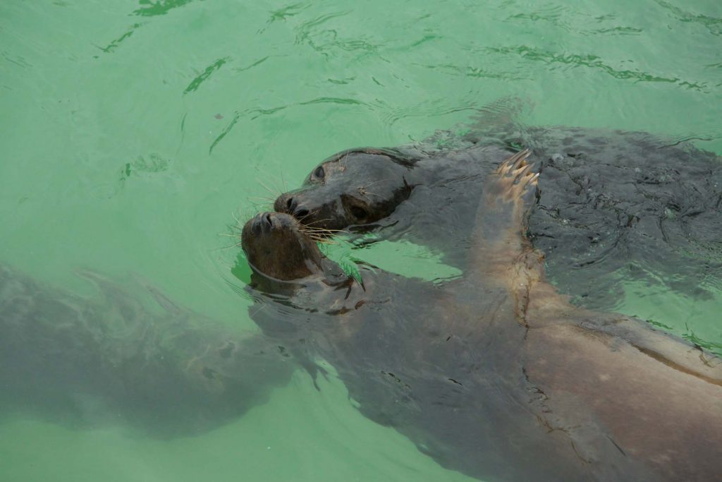 Uk Seals © Hervé Bré Enezgreen