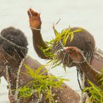 Danse de l'eau Vanuatu - Hervé Bré EnezGreen