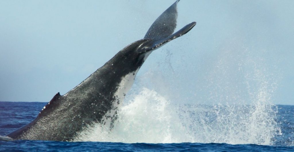 Baleine à bosse - Hervé Bré EnezGreen