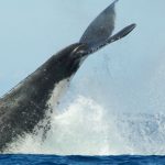 Baleine à bosse - Hervé Bré EnezGreen