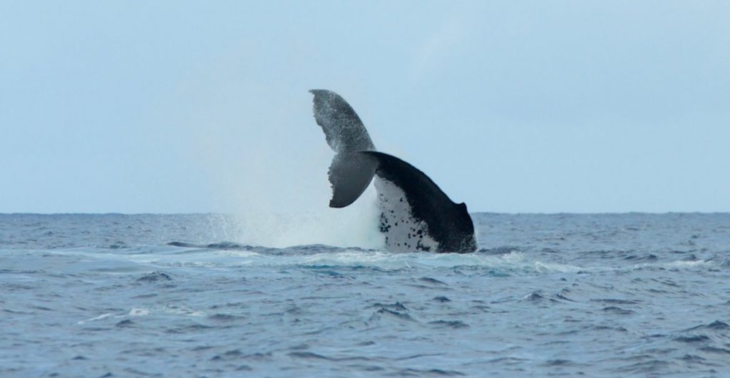 Observation des Baleines à Tahiti - Hervé bré EnezGreen