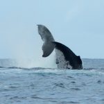 Observation des Baleines à Tahiti - Hervé bré EnezGreen