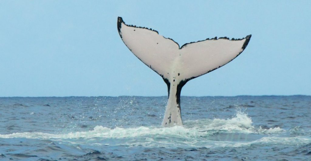 Baleine à bosse Tahiti - Hervé Bré EnezGreen