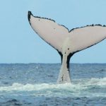 Baleine à bosse Tahiti - Hervé Bré EnezGreen